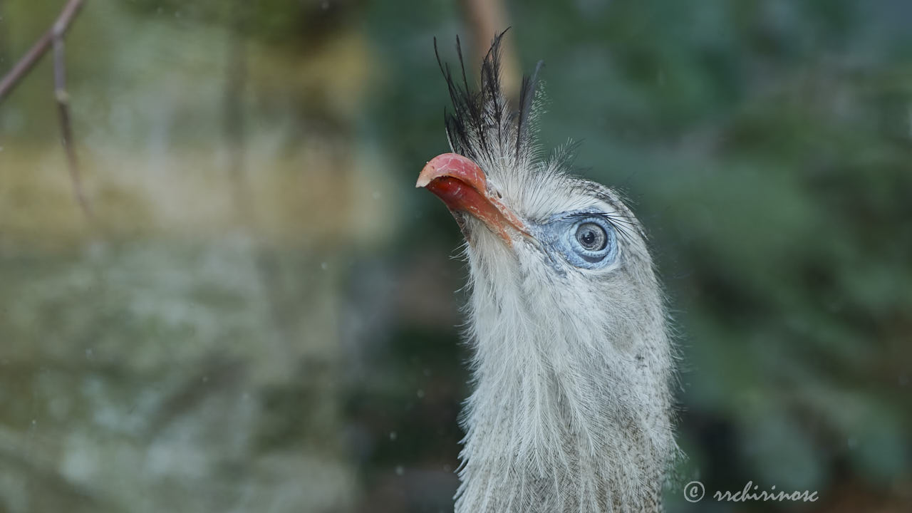 Red-legged seriema