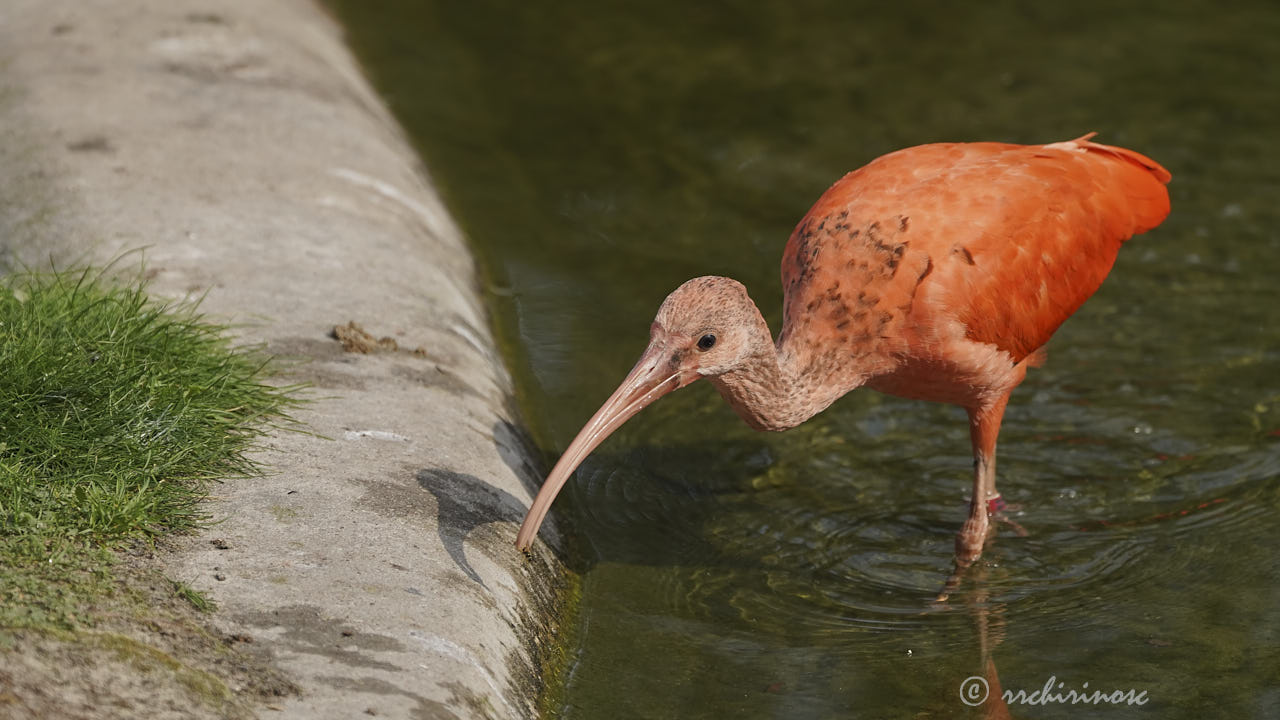 Scarlet ibis