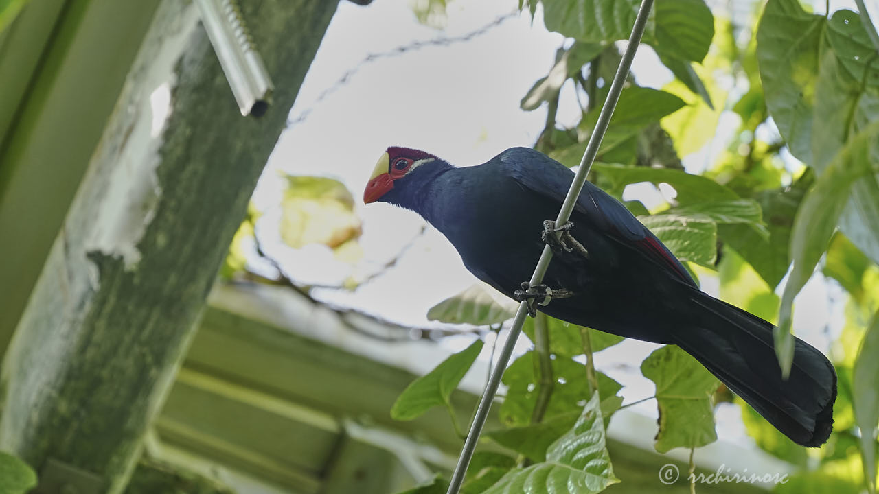 Violet turaco