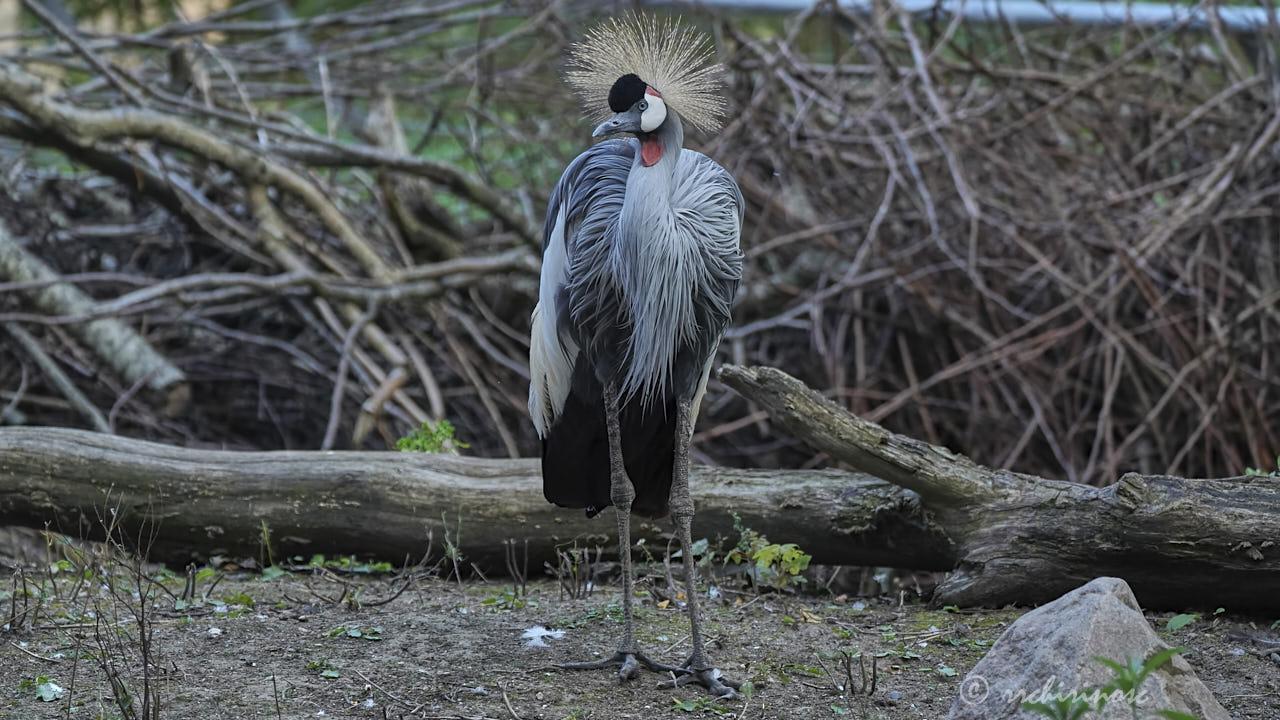 Gray crowned crane