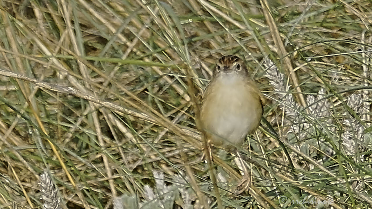 Fan-tailed warbler