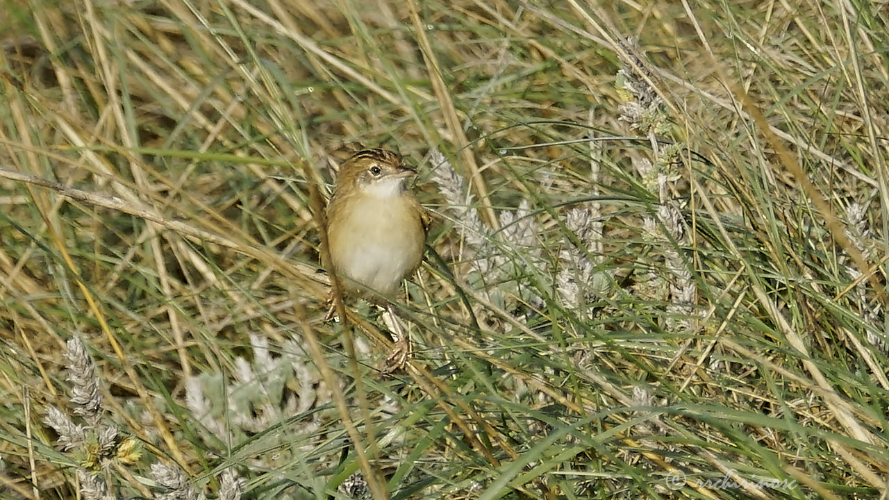 Fan-tailed warbler