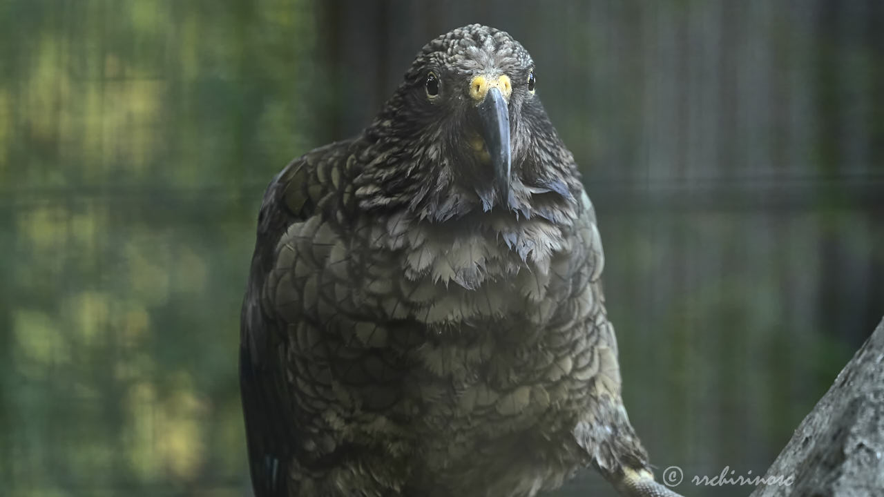 Kea