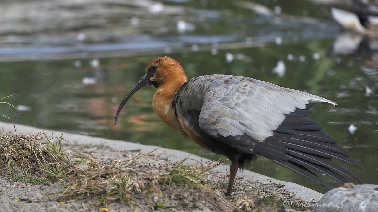 Buff-necked ibis