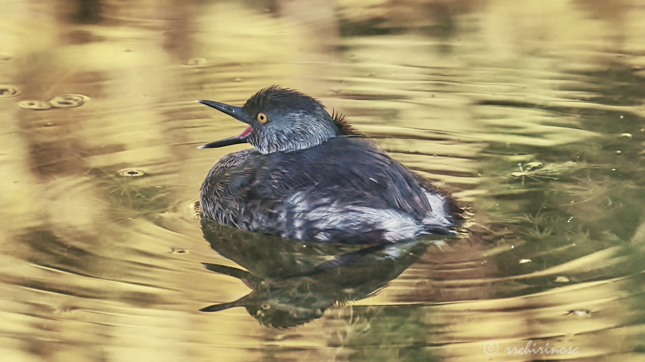 Least grebe