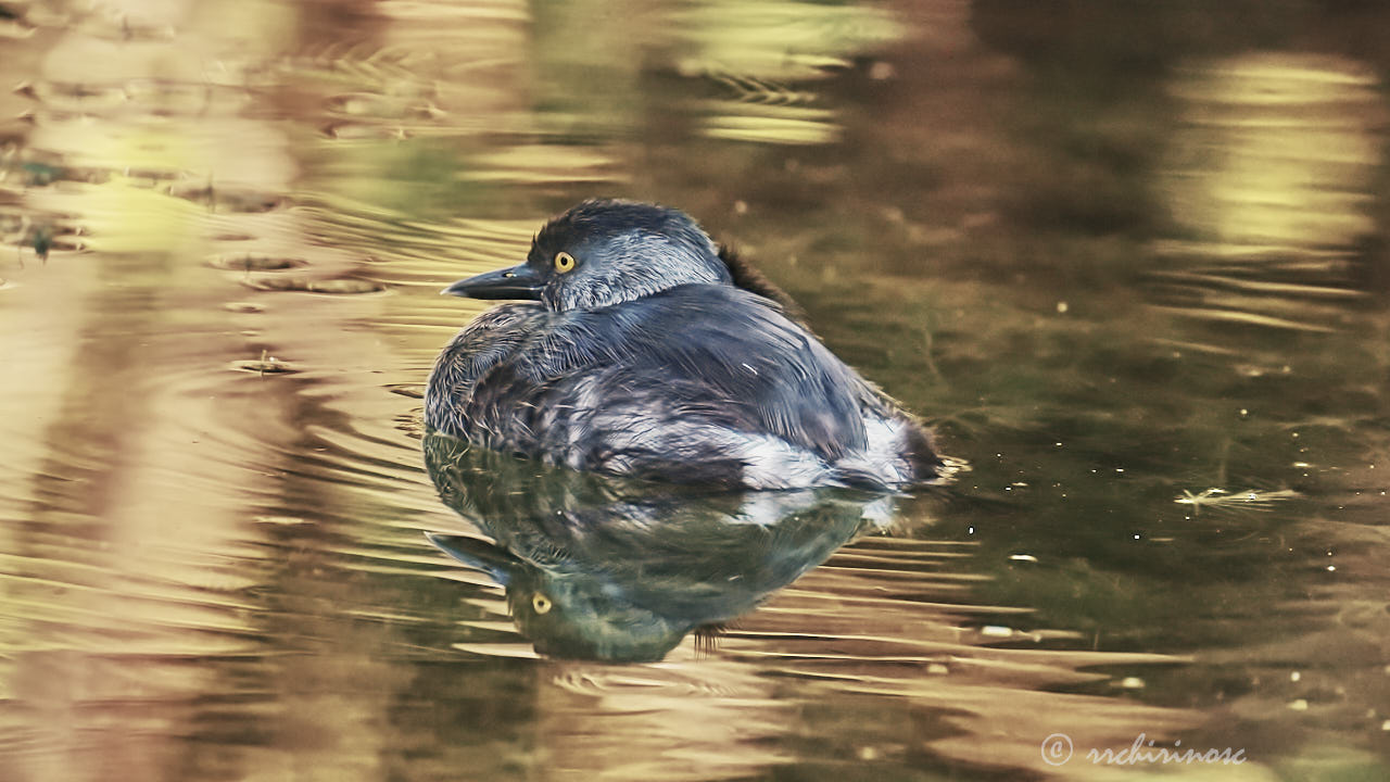 Least grebe