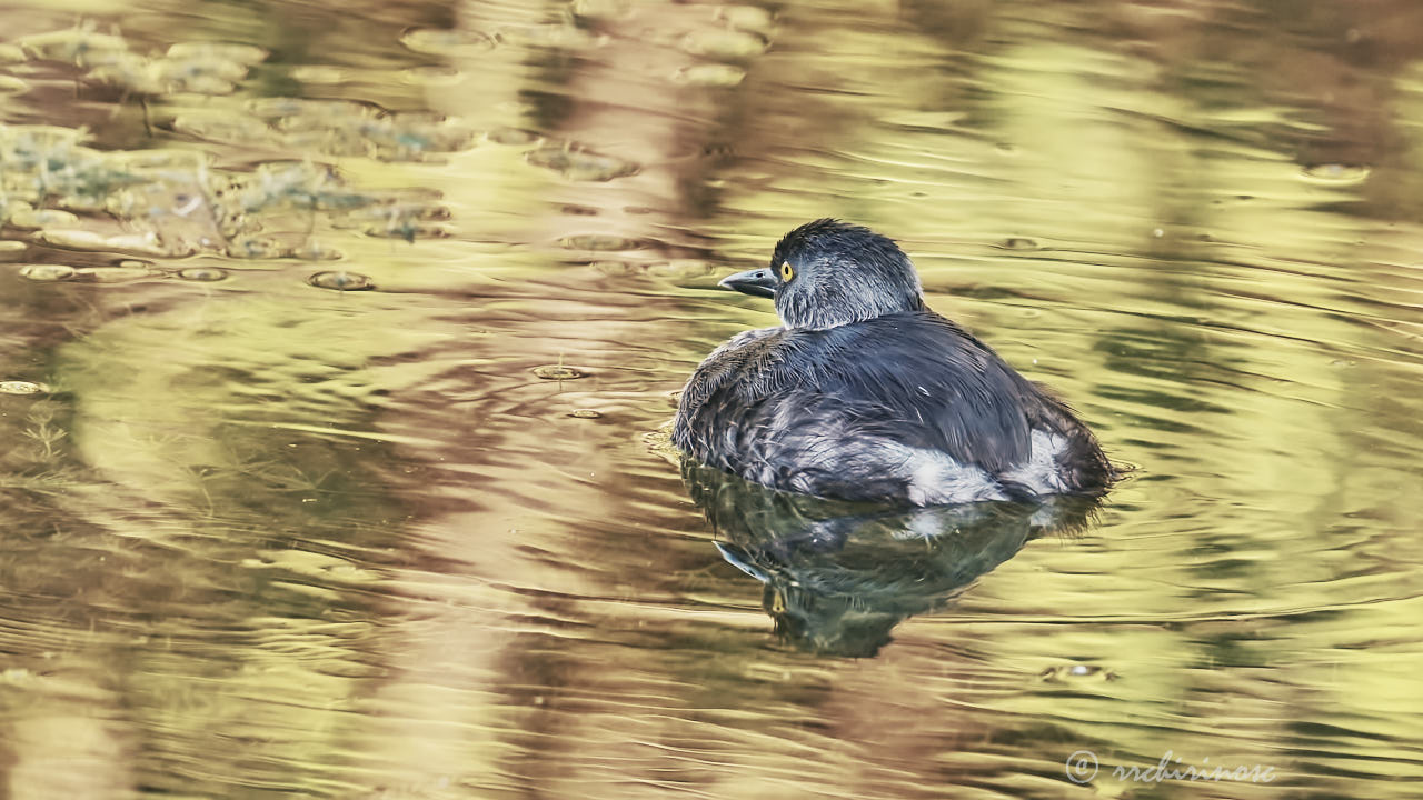 Least grebe