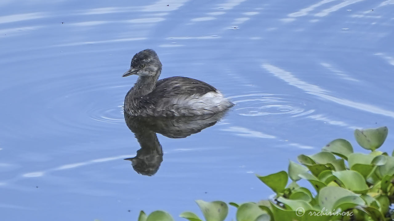 Least grebe