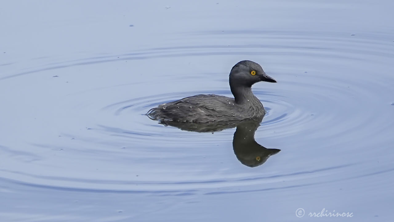 Least grebe