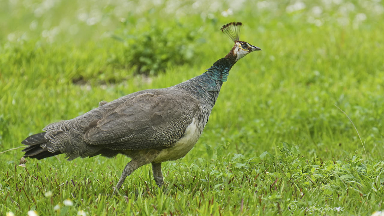 Indian peafowl