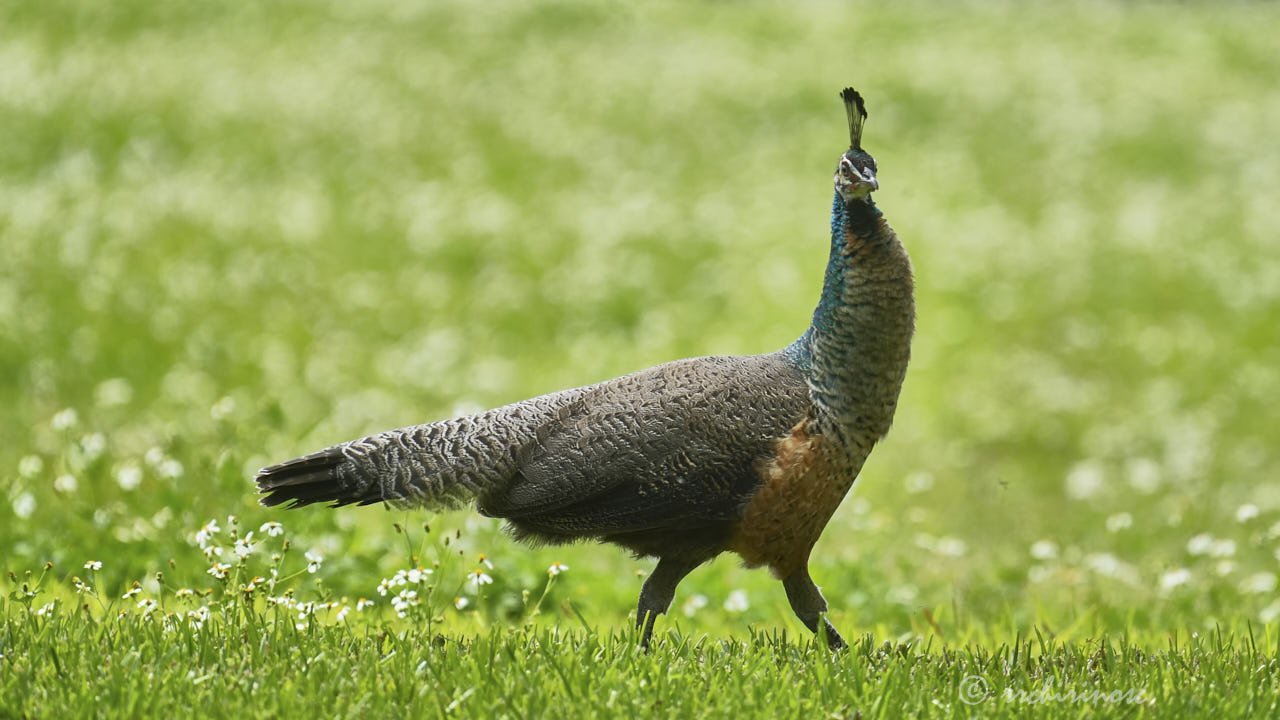 Indian peafowl