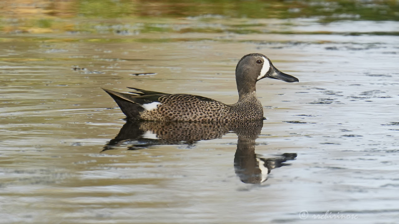 Blue-winged teal