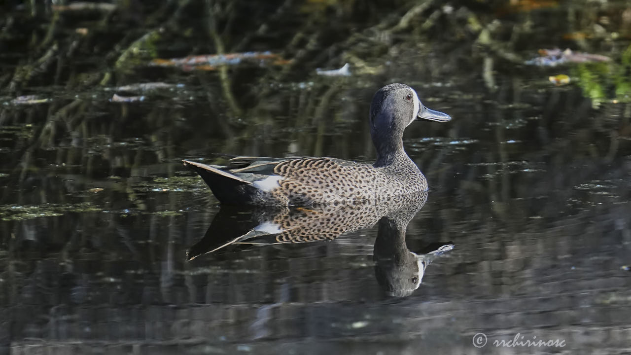 Blue-winged teal