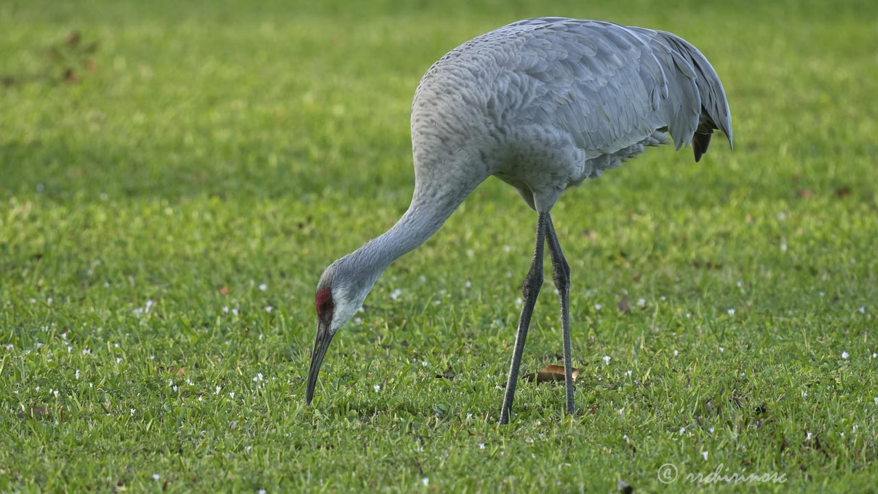 Sandhill crane