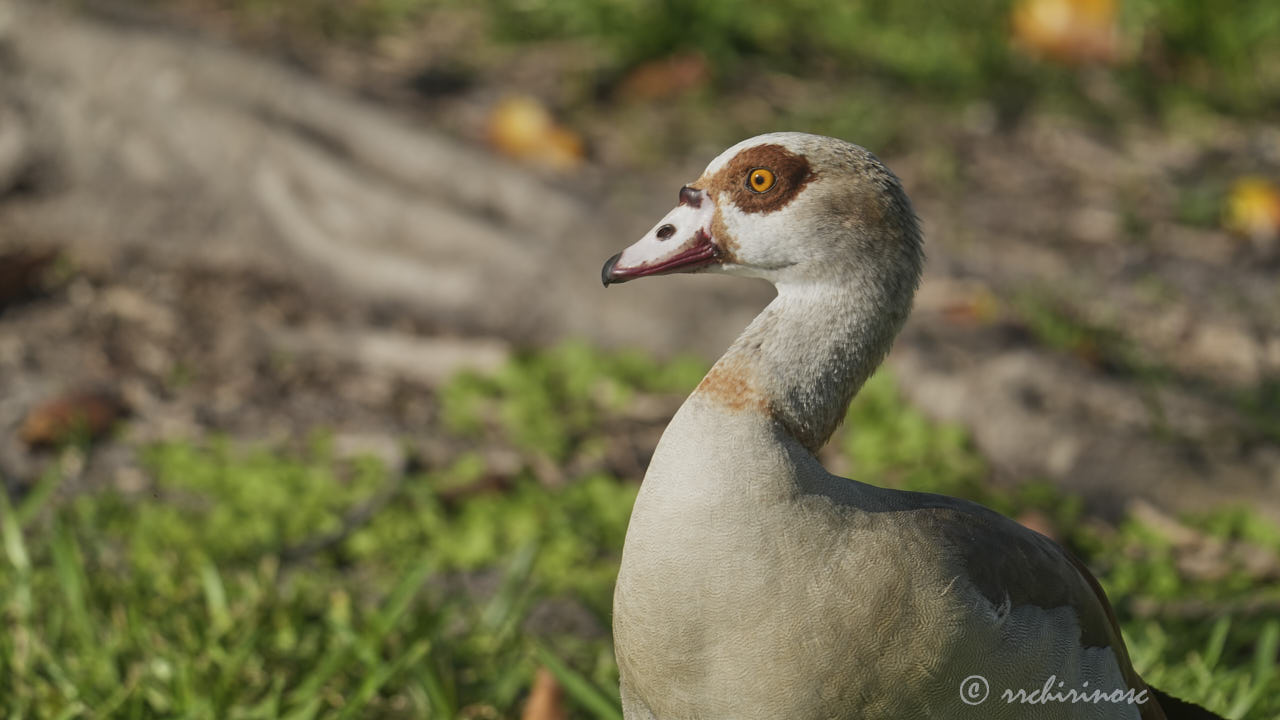 Egyptian goose