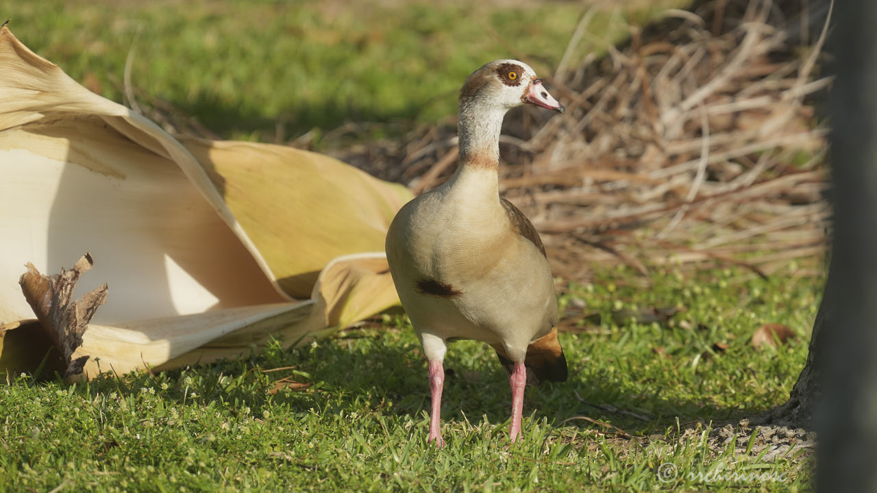 Egyptian goose