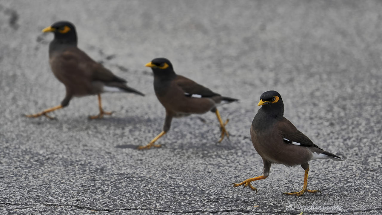 Common myna