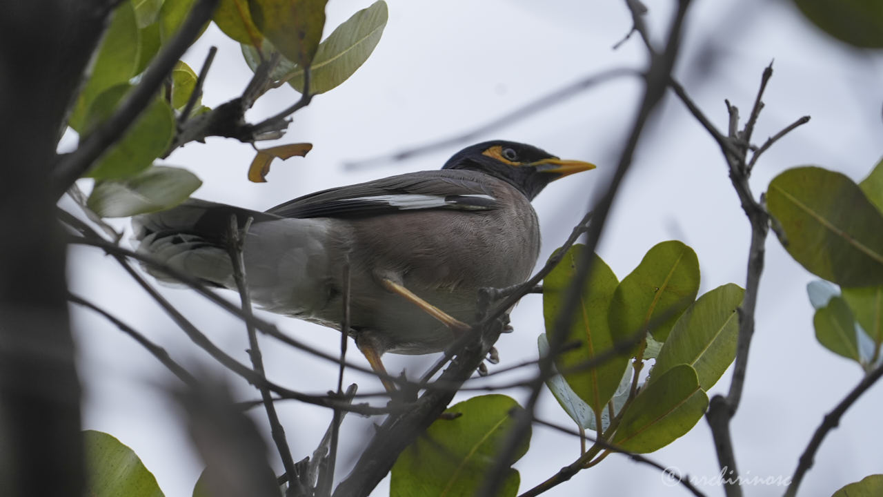 Common myna