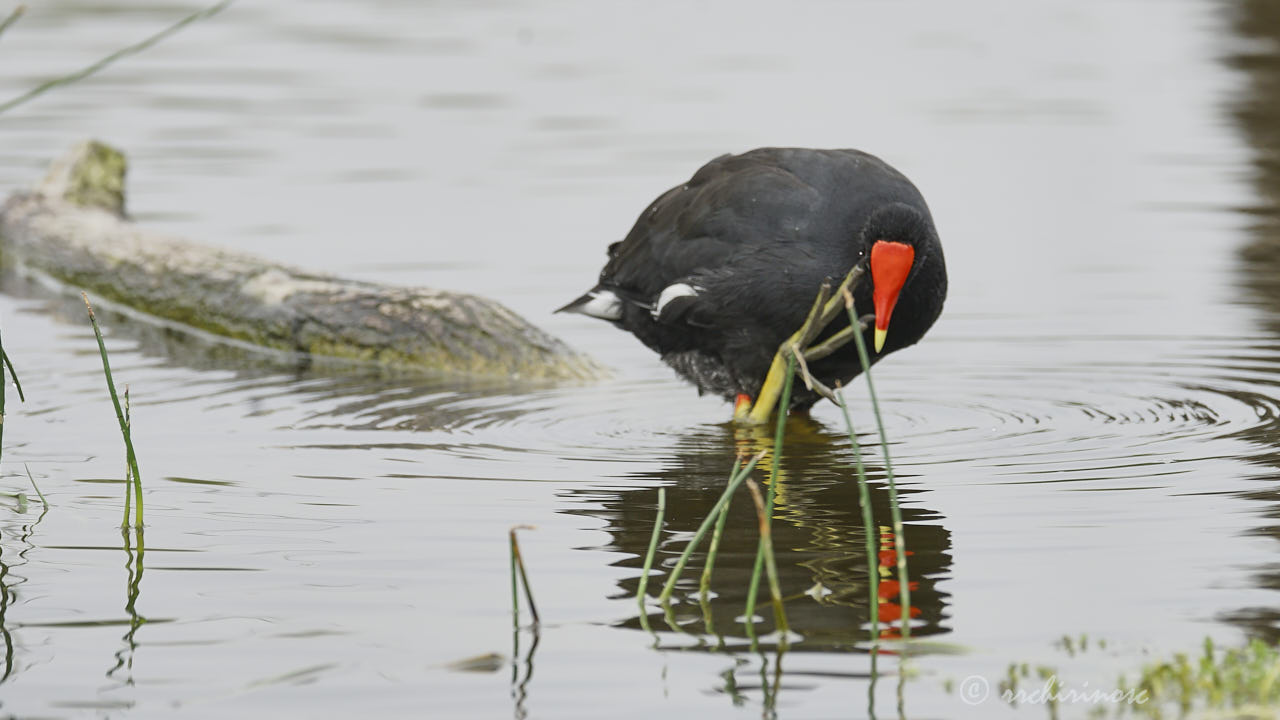 Common gallinule