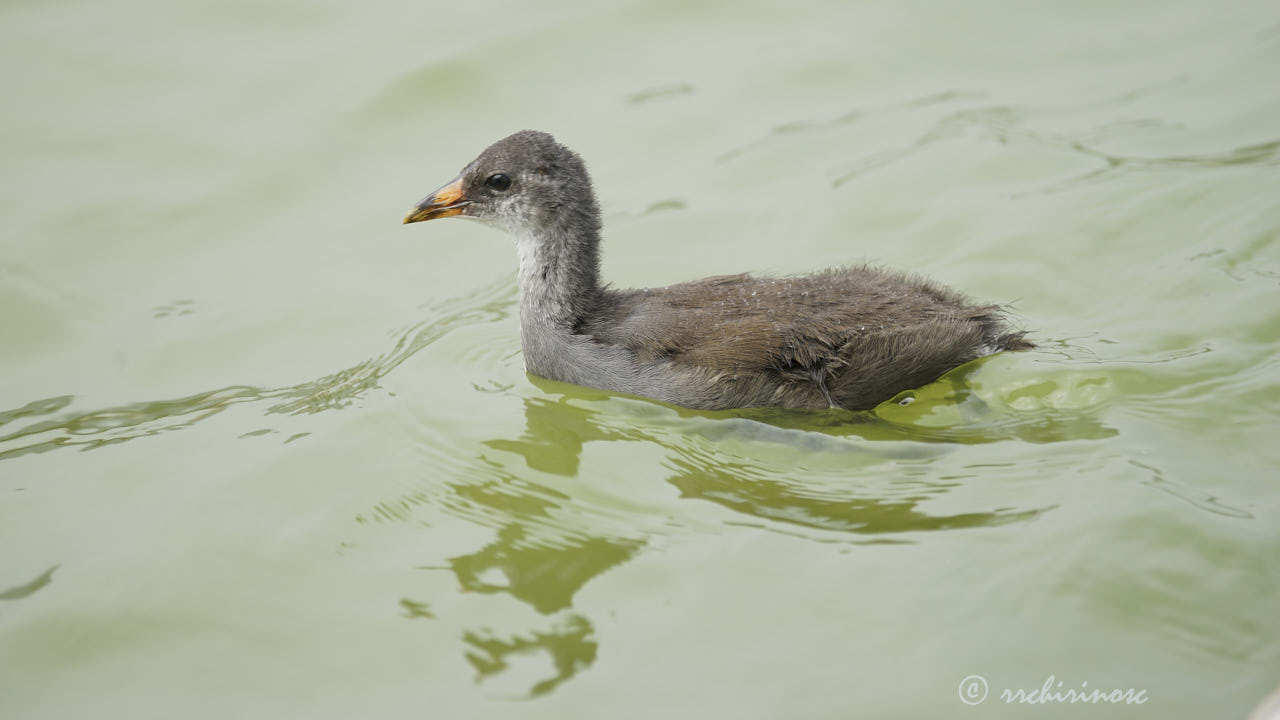 Common gallinule