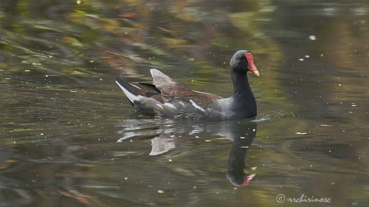 Common gallinule