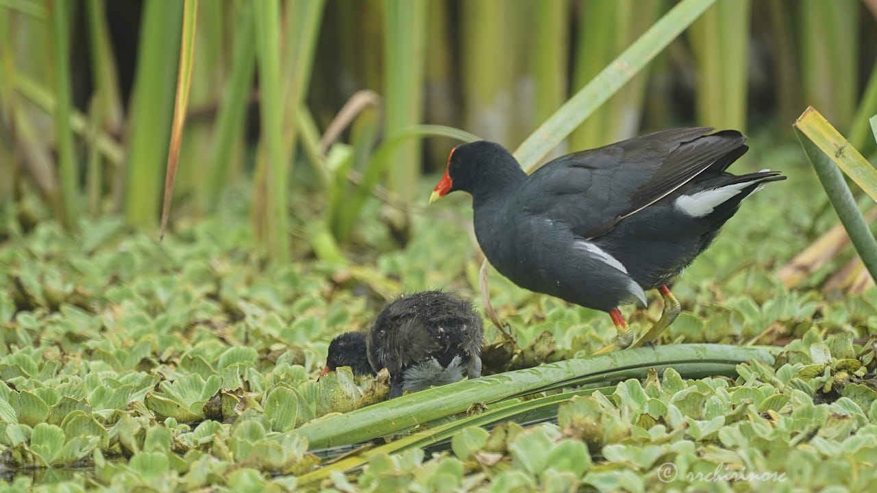 Common gallinule