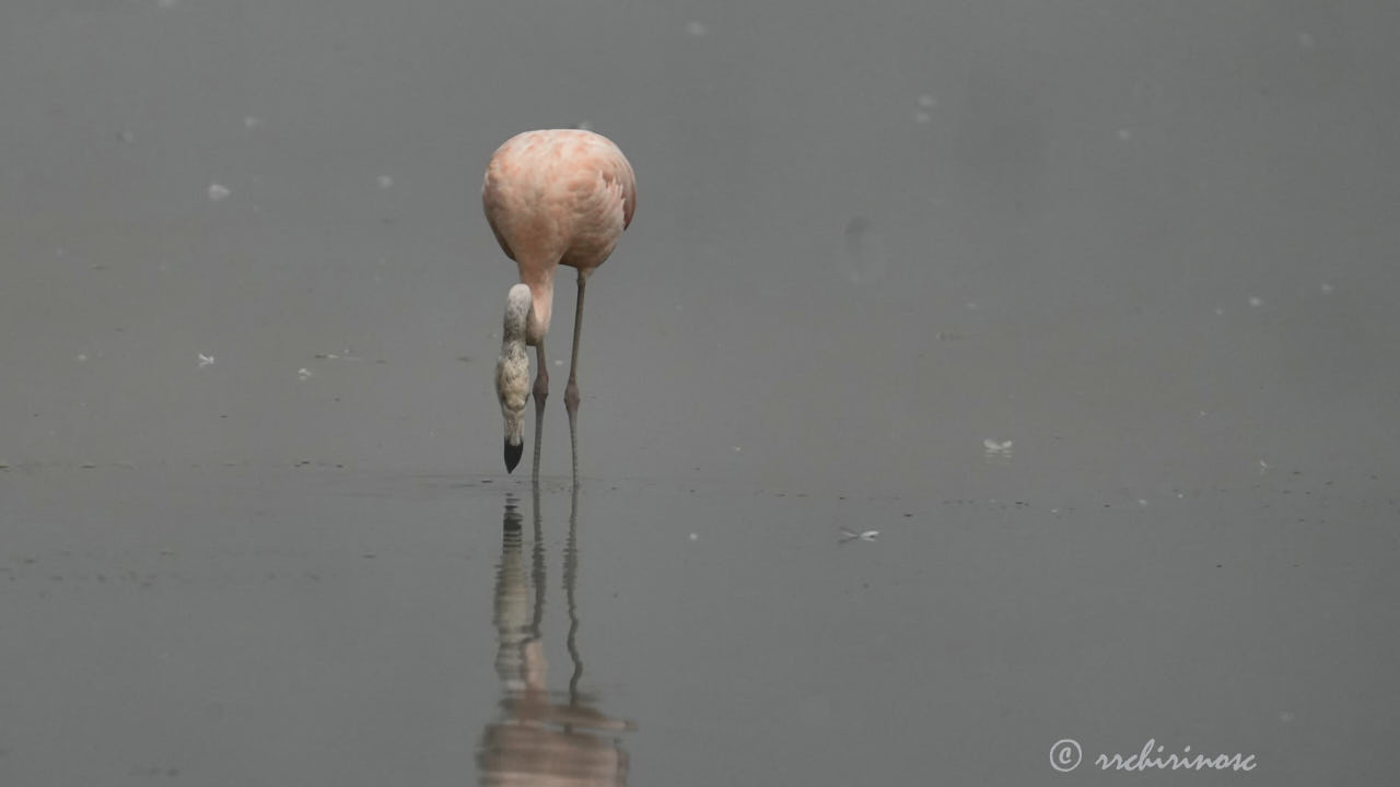 Chilean flamingo