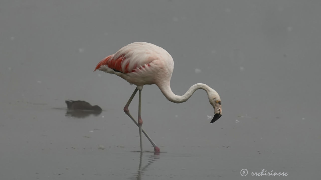 Chilean flamingo