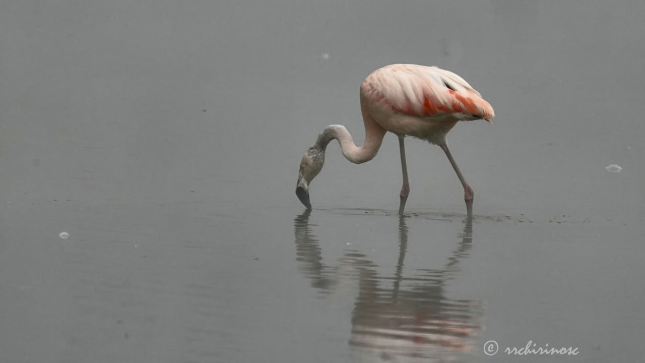 Chilean flamingo