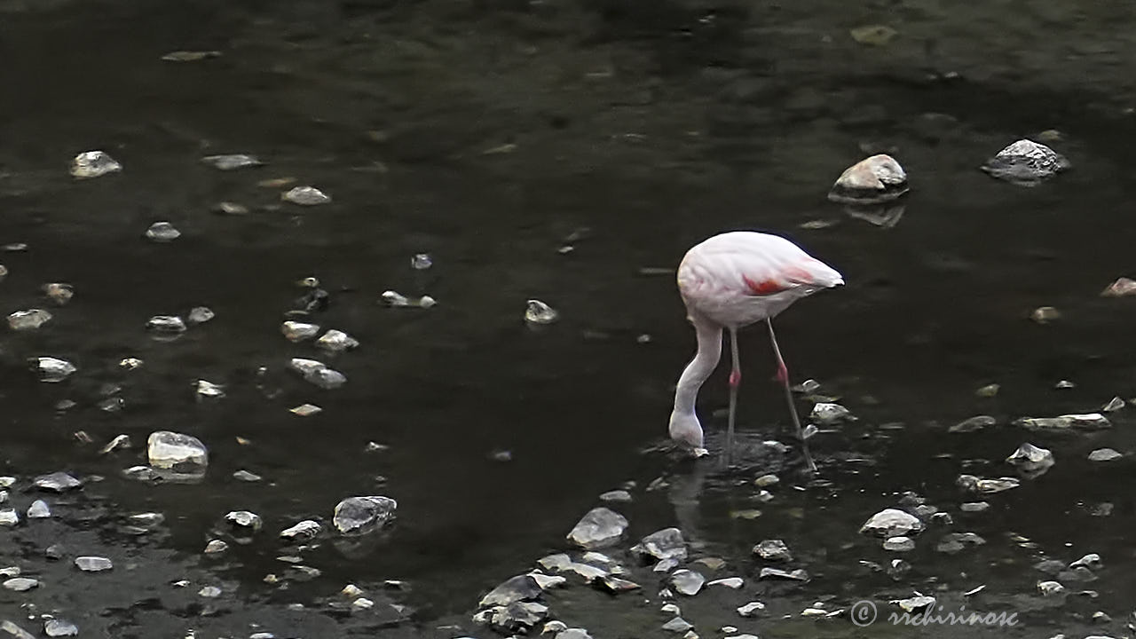 Chilean flamingo