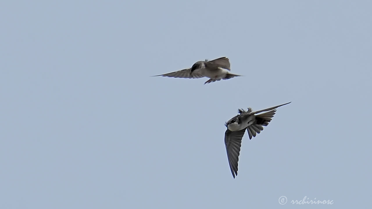 Blue-and-white swallow