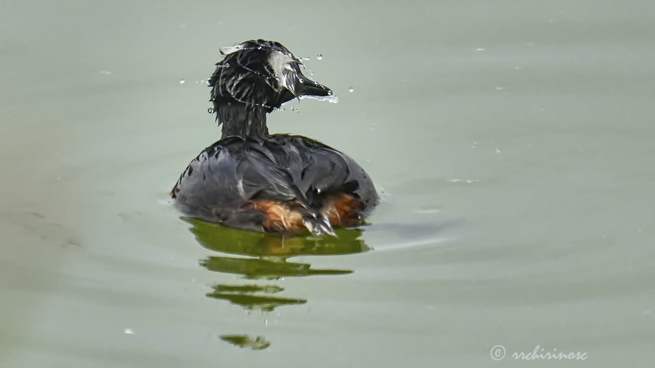 White-tufted grebe