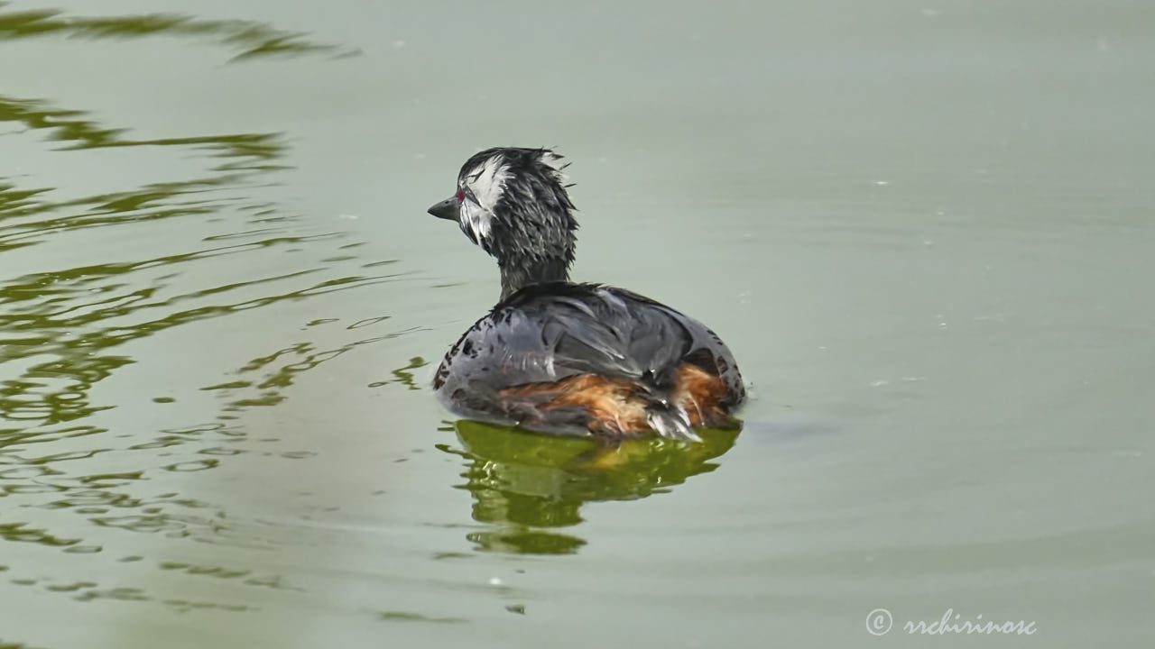 White-tufted grebe