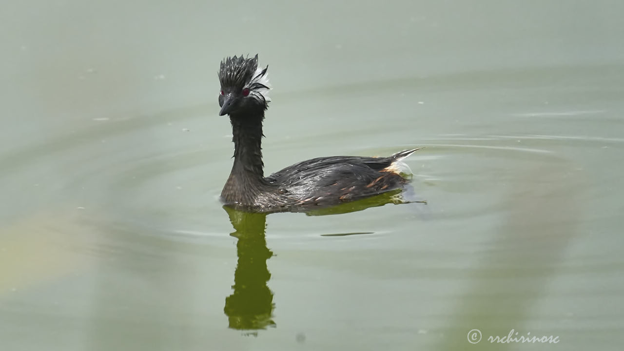 White-tufted grebe