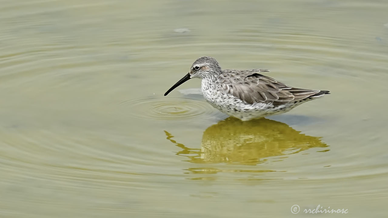 Stilt sandpiper