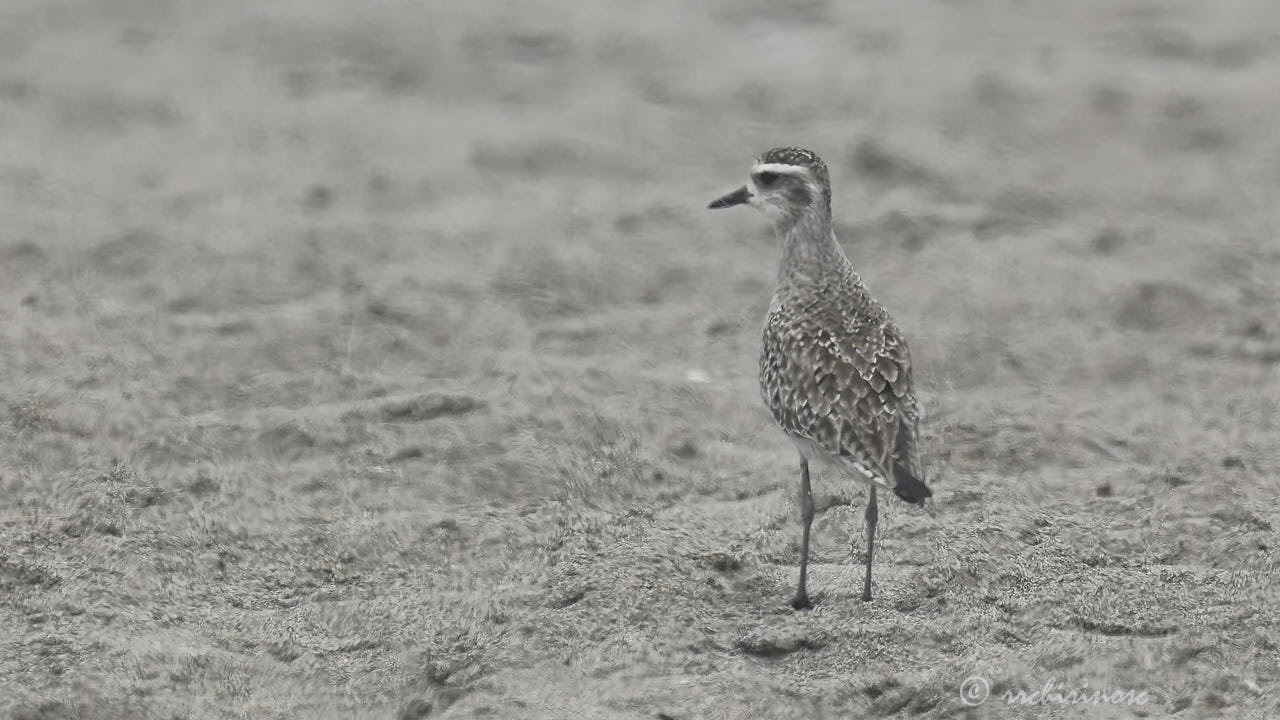 American golden plover