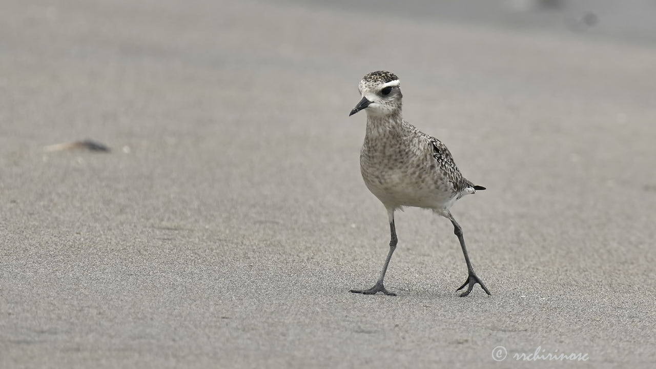 American golden plover