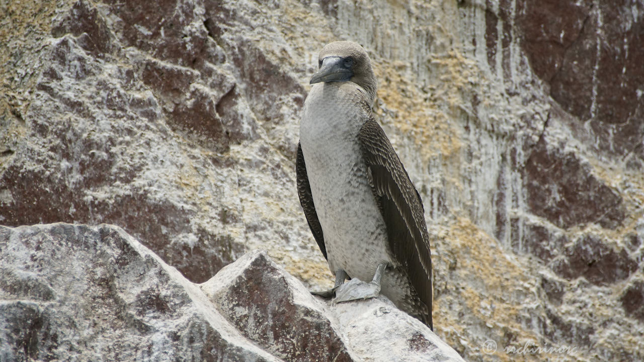 Blue-footed booby