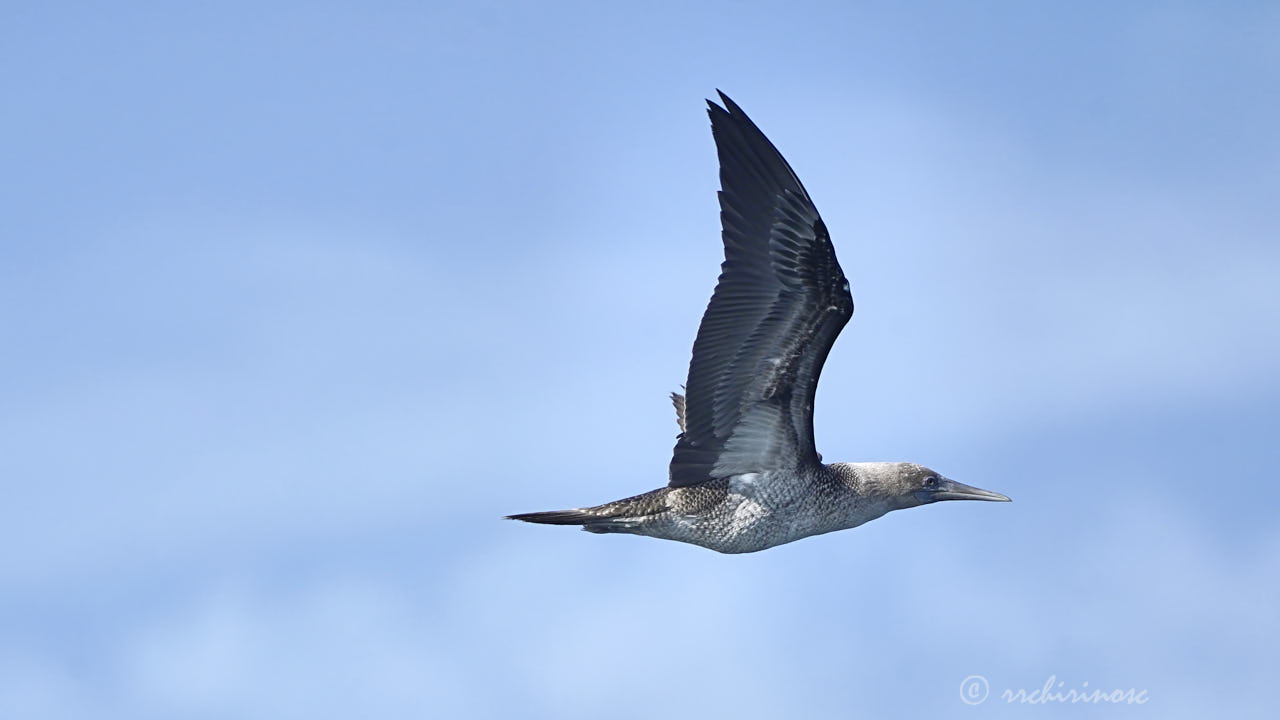 Blue-footed booby