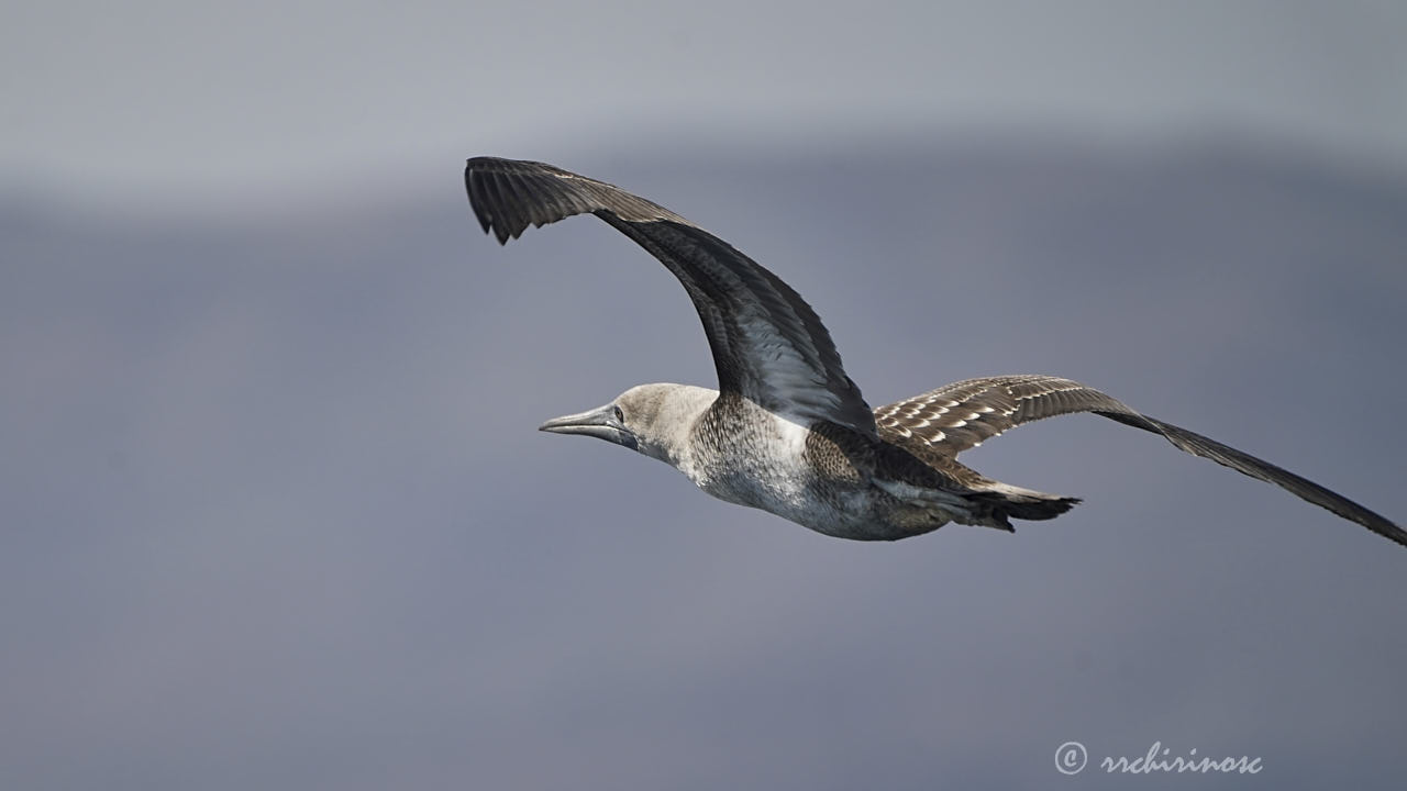 Blue-footed booby