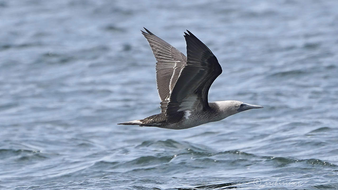 Blue-footed booby