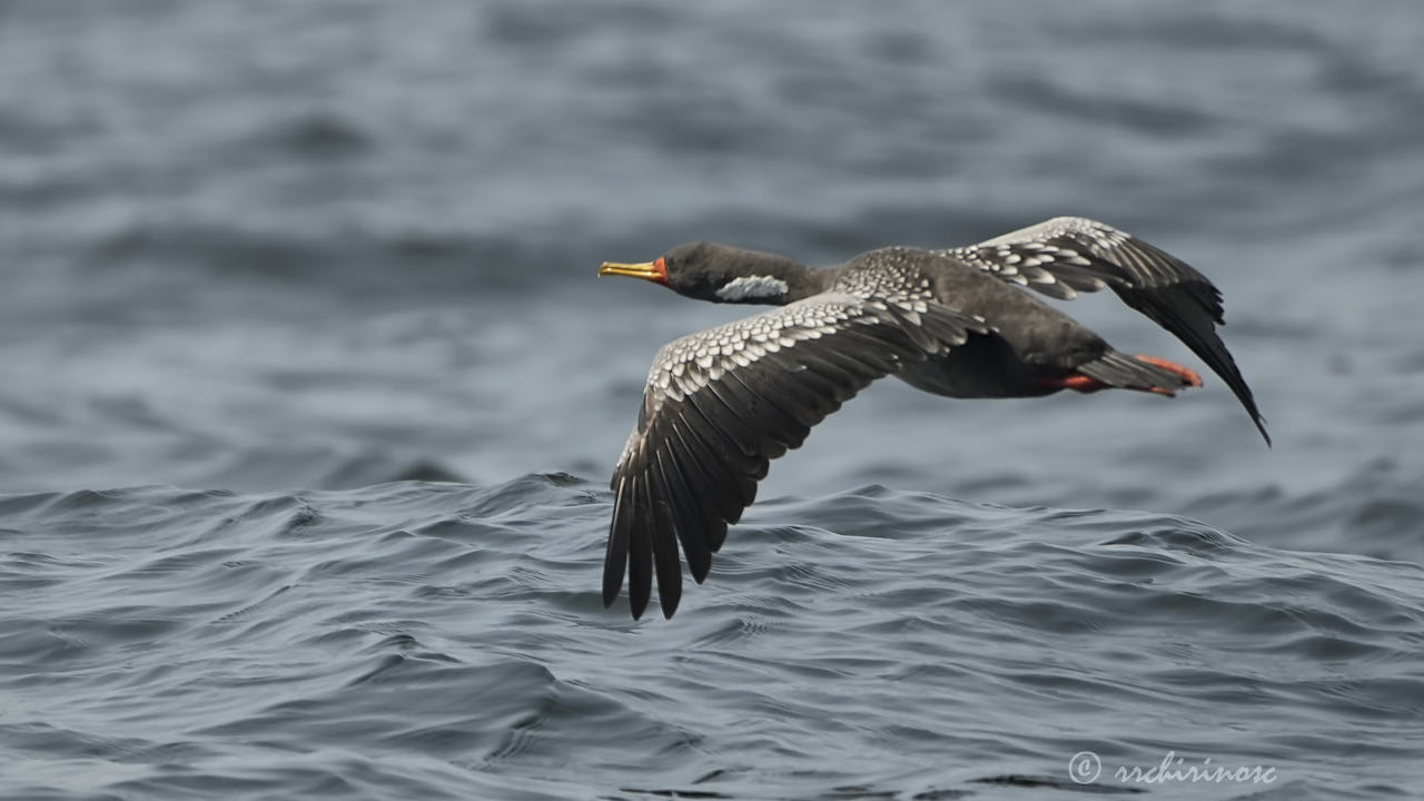 Red-legged cormorant