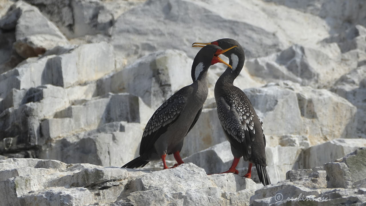 Red-legged cormorant