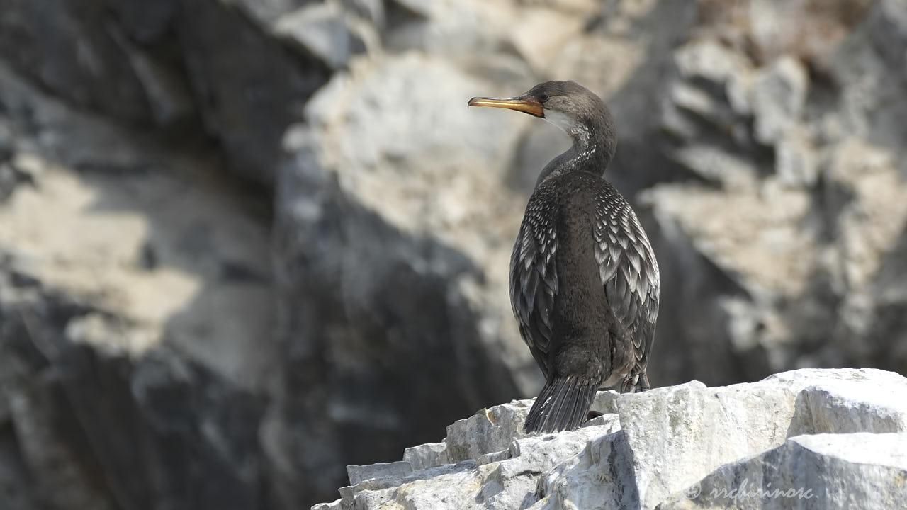 Red-legged cormorant