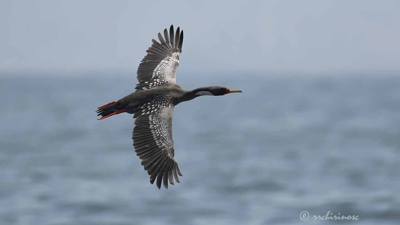 Red-legged cormorant