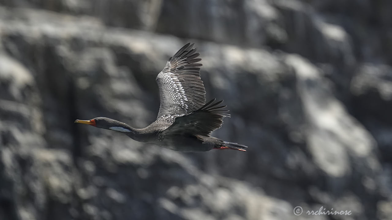 Red-legged cormorant