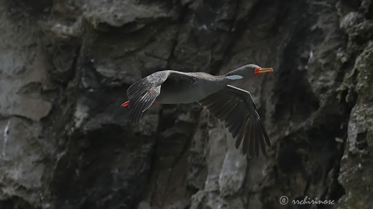 Red-legged cormorant