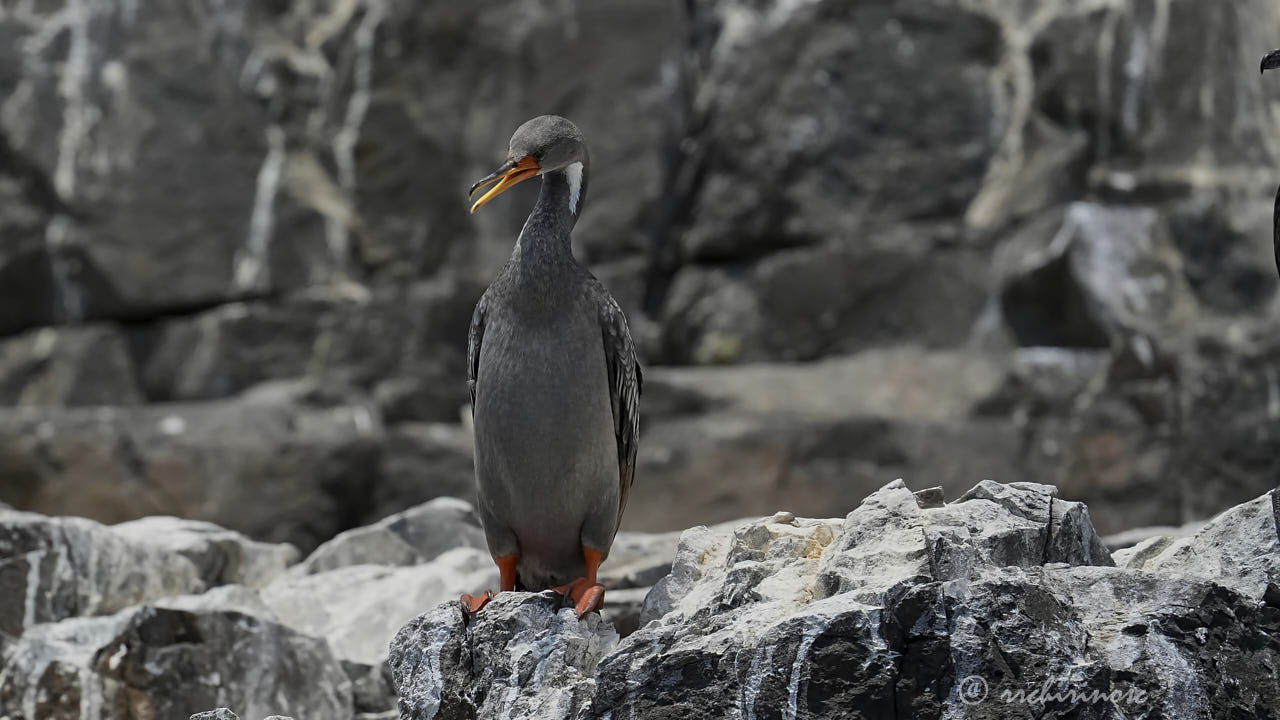 Red-legged cormorant