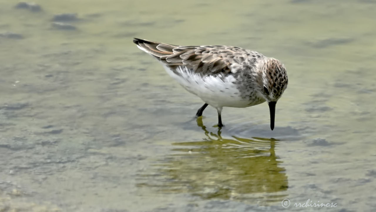 Semipalmated sandpiper