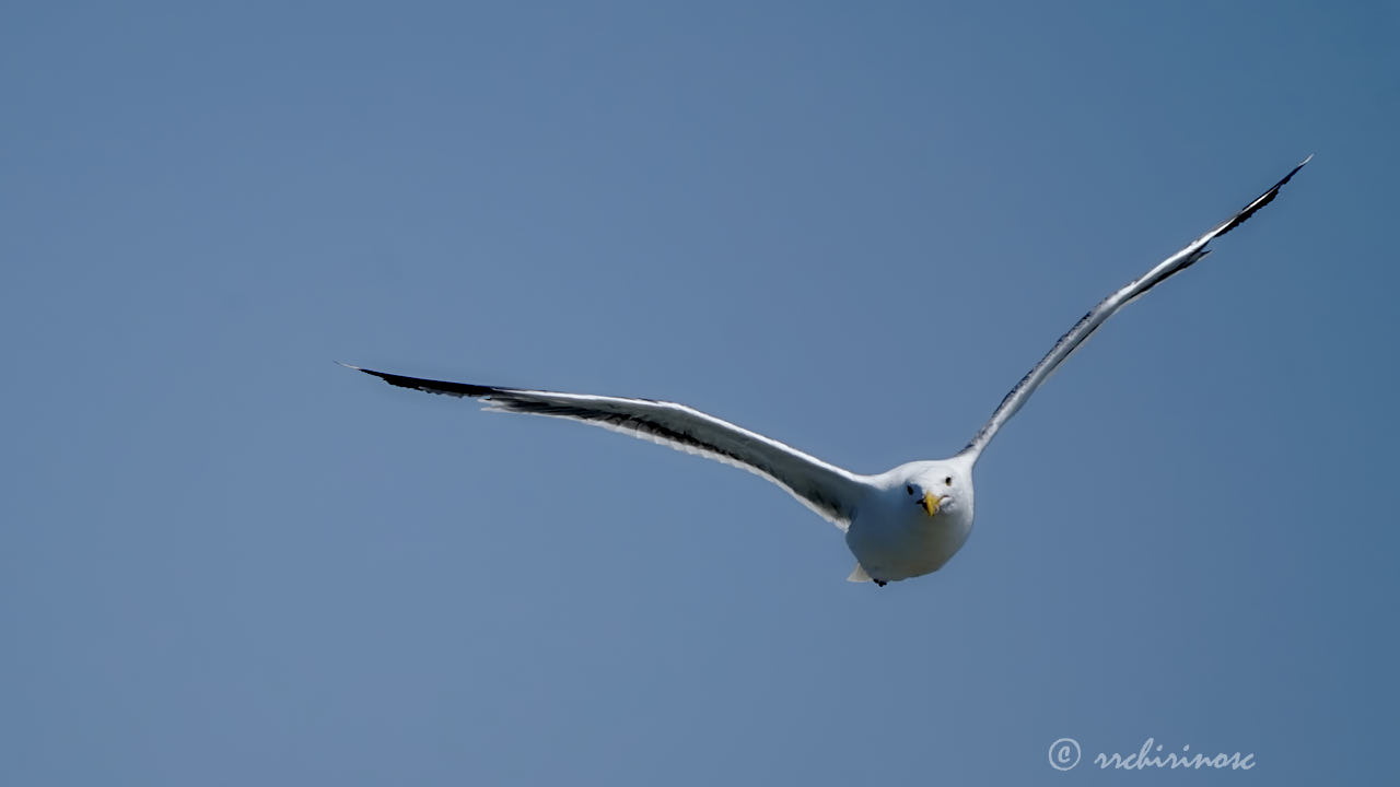 Glaucous-winged gull